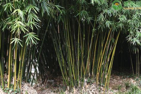 北方可以种什么品种的竹子
