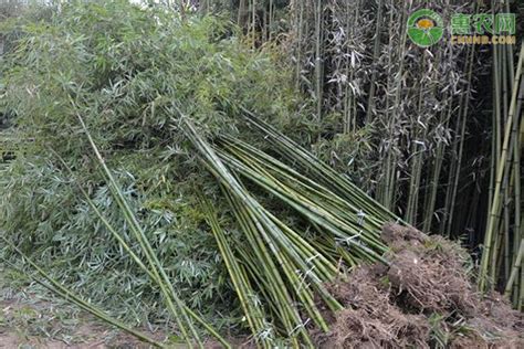 北方大型竹子有哪些品种