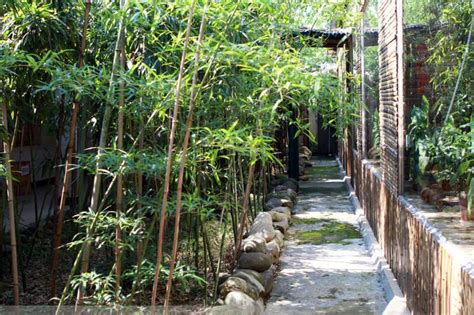 北方小型庭院适合种的竹子