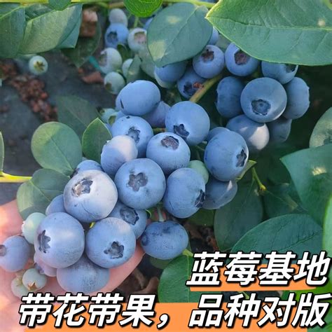 北方盆栽蓝莓品种