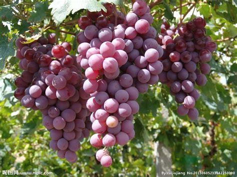 北方种啥葡萄品种