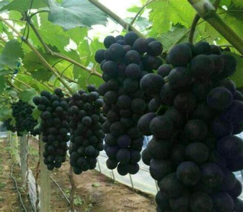 北方种植葡萄什么品种