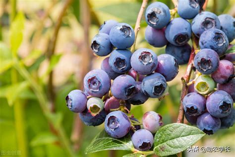 北方能种什么特大品种的蓝莓