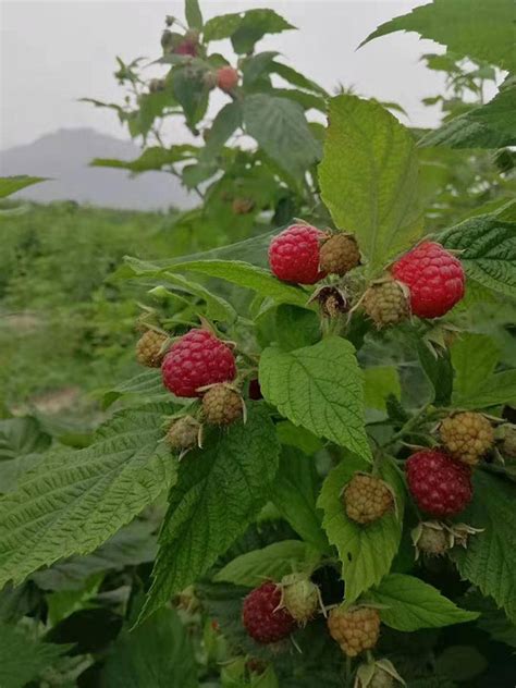 北方适合种植树莓