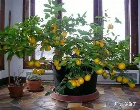 北方阳台种植柠檬