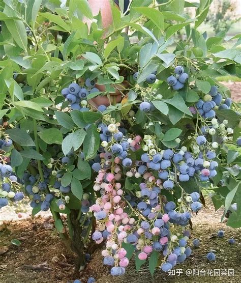 北方阳台种蓝莓品种哪个好