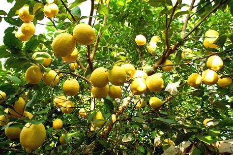 北方露地种植柠檬种哪个品种