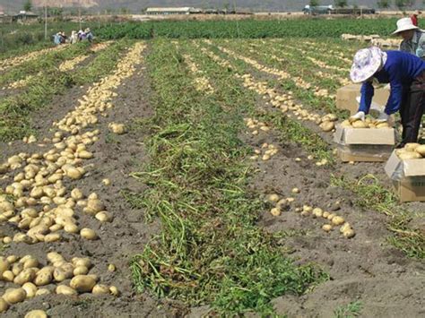 北方露天土豆种植时间