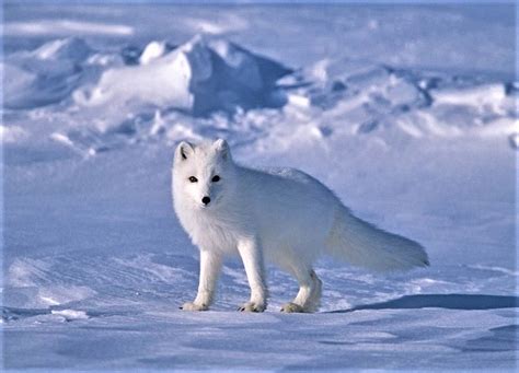 北极狐动物