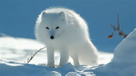 北极狐电影在线观看免费