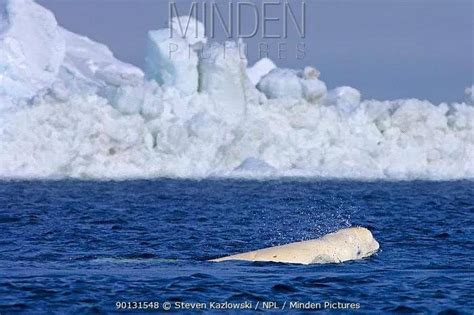 北极陆地的白鲸