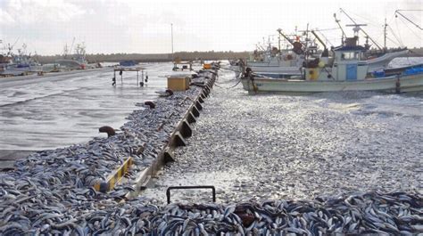 北海道发现大量沙丁鱼尸体