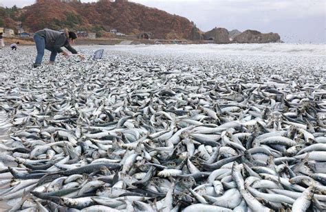 北海道现沙丁鱼尸体原因