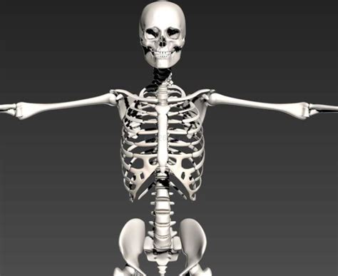 医学人体骨架模型女