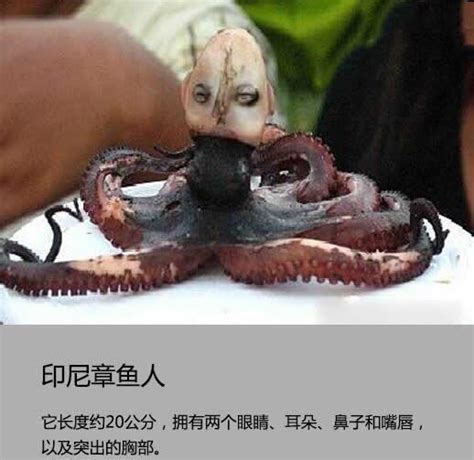十大恐怖章鱼