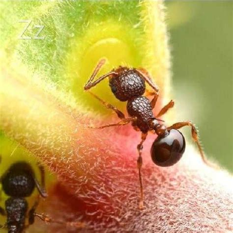 十大最好养的蚂蚁