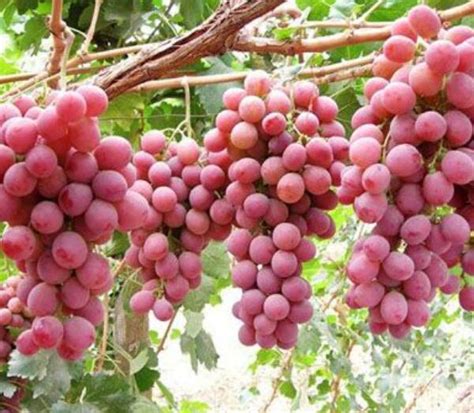 华北地区种葡萄选择什么品种最好