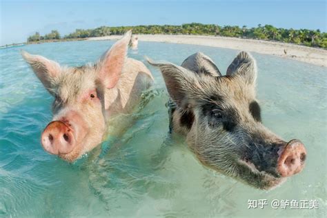 单身猪和美女一起游泳