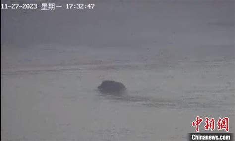 南京一头野猪横渡长江多少分钟
