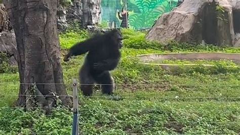 南宁动物园大猩猩被扔