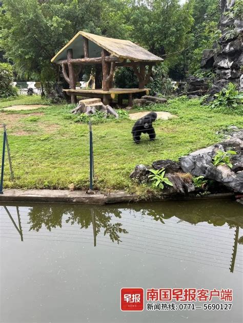 南宁动物园黑猩猩为什么丢人