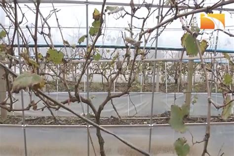 南方冬季如何种植葡萄