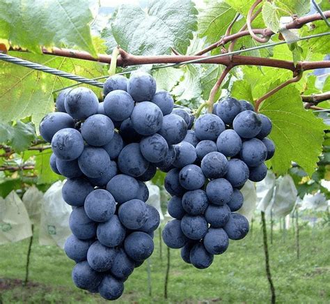 南方适合种哪些葡萄品种