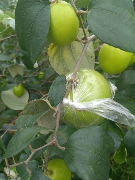南方青枣的种植方法