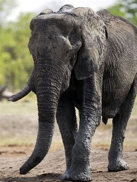 南非大象冲向人类站着不动