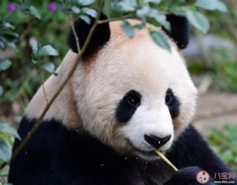 卡塔尔大熊猫听懂了四川方言