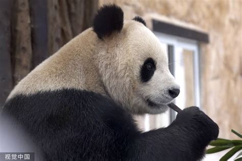 卡塔尔大熊猫四川奶爸