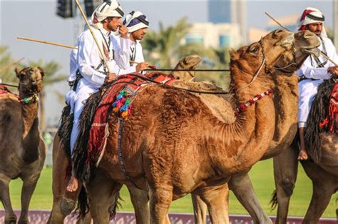 卡塔尔游客骆驼