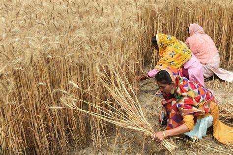 印度政府宣布立即禁止小麦出口图片
