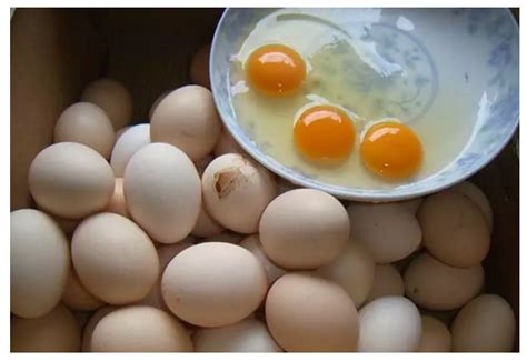 卵和蛋的区别在哪里