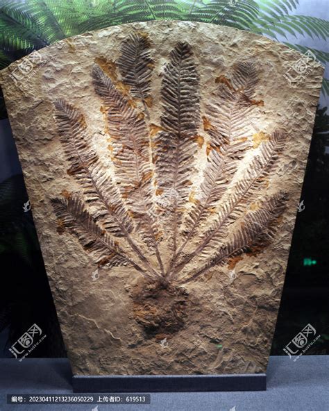 发现白垩纪化石花