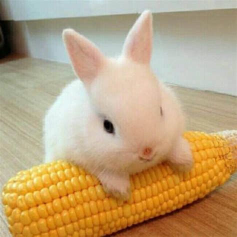 可爱的小兔子视频