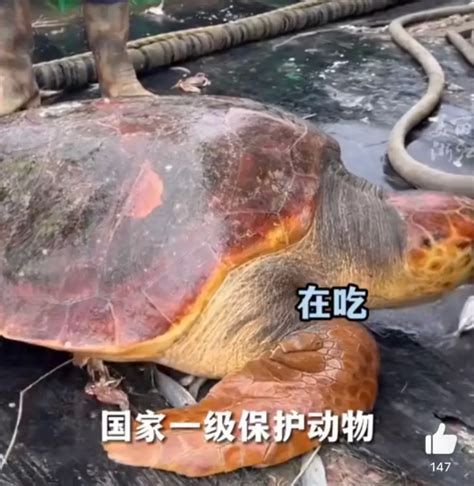 台州渔民捕到大海龟 果断放生