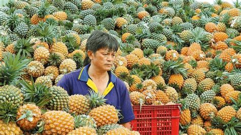 台湾菠萝对大陆价格影响