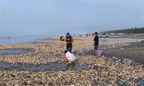 台风沙滩捡生蚝