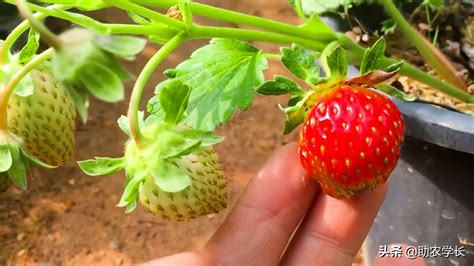 吃剩的草莓怎么种植
