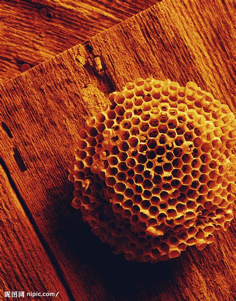 各种蜂巢的图片