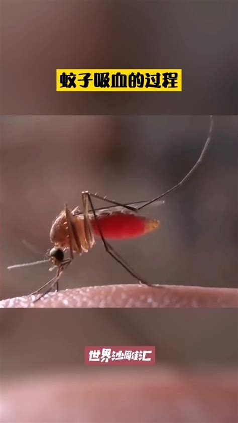 吸血蚊子成长记