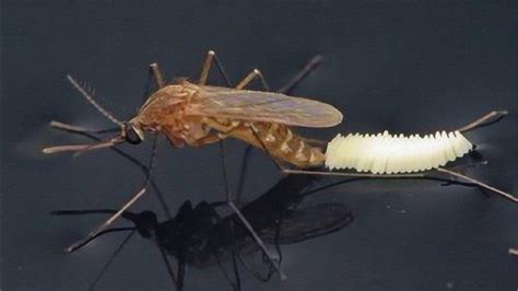 吸血蚊怎么产卵