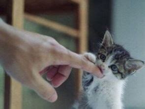 周公解梦梦到猫咬自己的手指