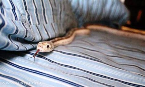 周公解梦梦见家里有许多蛇