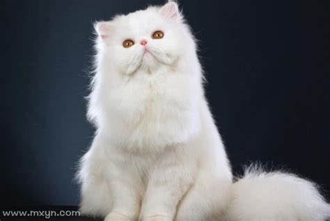 周公解梦梦见白色猫什么意思