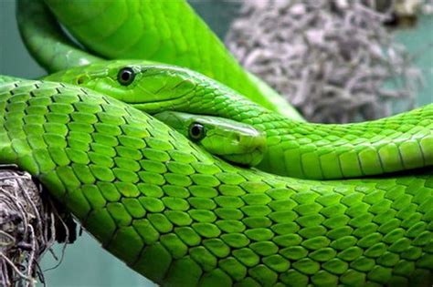 周公解梦梦见绿色的蛇
