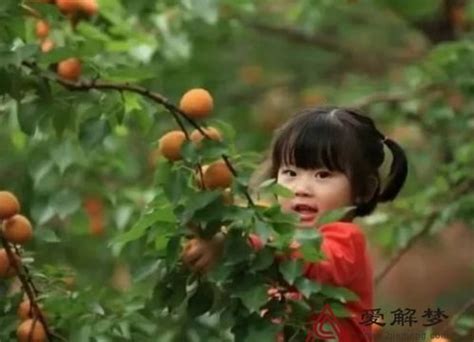 周公解梦梦见自己摘杏子吃