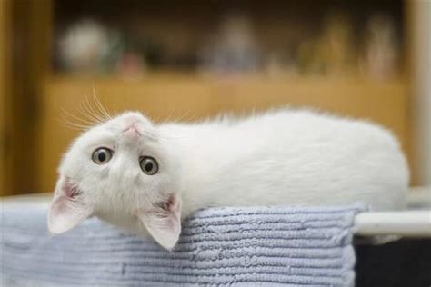 周公解梦遇见白猫