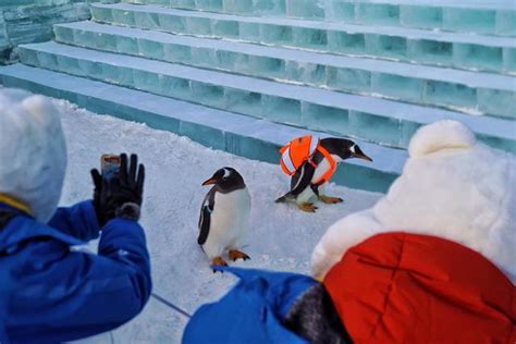 哈尔滨极地馆有企鹅吗